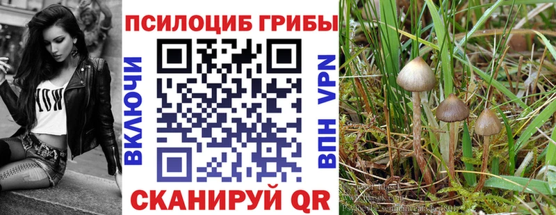 блэк спрут ONION  Хилок  Псилоцибиновые грибы MAGIC MUSHROOMS 